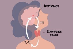 Що таке тиреотропний гормон